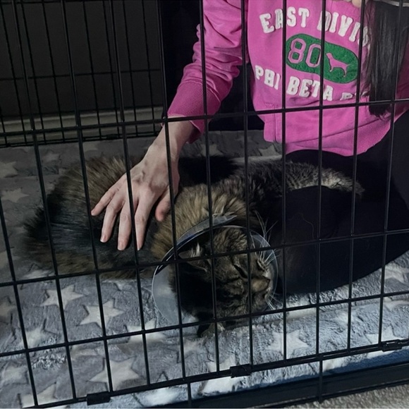 ‘Royal’ Embellished Peep-Toe Pump by Badgley Mischka - Picture 10 of 15